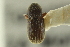  ( - CNC COLEO 00139011)  @11 [ ] CreativeCommons - Attribution (2012) CNC/CBG Photography Group Centre for Biodiversity Genomics