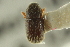  ( - CNC COLEO 00139012)  @11 [ ] CreativeCommons - Attribution (2012) CNC/CBG Photography Group Centre for Biodiversity Genomics