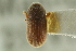  ( - CNC COLEO 00139013)  @11 [ ] CreativeCommons - Attribution (2012) CNC/CBG Photography Group Centre for Biodiversity Genomics