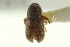  ( - CNC COLEO 00139014)  @11 [ ] CreativeCommons - Attribution (2012) CNC/CBG Photography Group Centre for Biodiversity Genomics