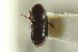  (Scolytodes cecropiavonis - CNC COLEO 00139026)  @11 [ ] CreativeCommons - Attribution (2012) CNC/CBG Photography Group Centre for Biodiversity Genomics