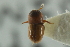 (Scolytodes guyanensis - CNC COLEO 00139032)  @11 [ ] CreativeCommons - Attribution (2012) CNC/CBG Photography Group Centre for Biodiversity Genomics