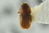  ( - CNC COLEO 00139033)  @11 [ ] CreativeCommons - Attribution (2012) CNC/CBG Photography Group Centre for Biodiversity Genomics