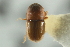  ( - CNC COLEO 00139034)  @11 [ ] CreativeCommons - Attribution (2012) CNC/CBG Photography Group Centre for Biodiversity Genomics