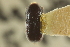  (Scolytodes plumeriae - CNC COLEO 00139035)  @11 [ ] CreativeCommons - Attribution (2012) CNC/CBG Photography Group Centre for Biodiversity Genomics