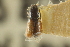  (Scolytodes tenuis - CNC COLEO 00139043)  @11 [ ] CreativeCommons - Attribution (2012) CNC/CBG Photography Group Centre for Biodiversity Genomics