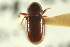  (Scolytodes trispinosus - CNC COLEO 00139052)  @11 [ ] CreativeCommons - Attribution (2012) CNC/CBG Photography Group Centre for Biodiversity Genomics