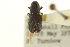  (Hylastes salebrosus - CNC COLEO 00139059)  @13 [ ] CreativeCommons - Attribution (2012) CNC/CBG Photography Group Centre for Biodiversity Genomics