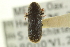  ( - CNC COLEO 00139063)  @13 [ ] CreativeCommons - Attribution (2012) CNC/CBG Photography Group Centre for Biodiversity Genomics