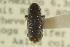  ( - CNC COLEO 00139066)  @11 [ ] CreativeCommons - Attribution (2012) CNC/CBG Photography Group Centre for Biodiversity Genomics