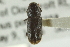  ( - CNC COLEO 00139067)  @13 [ ] CreativeCommons - Attribution (2012) CNC/CBG Photography Group Centre for Biodiversity Genomics