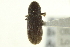  (Hylurgops reticulatus - CNC COLEO 00139077)  @14 [ ] CreativeCommons - Attribution (2012) CNC/CBG Photography Group Centre for Biodiversity Genomics
