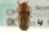  (Hylurgops pinifex - CNC COLEO 00139078)  @14 [ ] CreativeCommons - Attribution (2012) CNC/CBG Photography Group Centre for Biodiversity Genomics