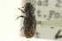  ( - CNC COLEO 00139081)  @11 [ ] CreativeCommons - Attribution (2012) CNC/CBG Photography Group Centre for Biodiversity Genomics