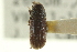  ( - CNC COLEO 00139082)  @11 [ ] CreativeCommons - Attribution (2012) CNC/CBG Photography Group Centre for Biodiversity Genomics