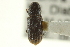  (Hylurgops porosus - CNC COLEO 00139083)  @14 [ ] CreativeCommons - Attribution (2012) CNC/CBG Photography Group Centre for Biodiversity Genomics