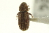  ( - CNC COLEO 00139085)  @11 [ ] CreativeCommons - Attribution (2012) CNC/CBG Photography Group Centre for Biodiversity Genomics