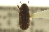  ( - CNC COLEO 00139088)  @11 [ ] CreativeCommons - Attribution (2012) CNC/CBG Photography Group Centre for Biodiversity Genomics