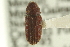  ( - CNC COLEO 00139090)  @13 [ ] CreativeCommons - Attribution (2012) CNC/CBG Photography Group Centre for Biodiversity Genomics