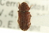  ( - CNC COLEO 00139092)  @11 [ ] CreativeCommons - Attribution (2012) CNC/CBG Photography Group Centre for Biodiversity Genomics