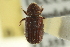  ( - CNC COLEO 00139096)  @13 [ ] CreativeCommons - Attribution (2012) CNC/CBG Photography Group Centre for Biodiversity Genomics