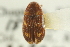  ( - CNC COLEO 00139106)  @11 [ ] CreativeCommons - Attribution (2012) CNC/CBG Photography Group Centre for Biodiversity Genomics