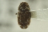  ( - CNC COLEO 00139108)  @12 [ ] CreativeCommons - Attribution (2012) CNC/CBG Photography Group Centre for Biodiversity Genomics