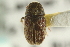  ( - CNC COLEO 00139116)  @11 [ ] CreativeCommons - Attribution (2012) CNC/CBG Photography Group Centre for Biodiversity Genomics