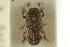  ( - CNC COLEO 00139117)  @11 [ ] CreativeCommons - Attribution (2012) CNC/CBG Photography Group Centre for Biodiversity Genomics