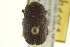  (Phloeoborus scaber - CNC COLEO 00139124)  @11 [ ] CreativeCommons - Attribution (2012) CNC/CBG Photography Group Centre for Biodiversity Genomics