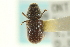  ( - CNC COLEO 00139143)  @11 [ ] CreativeCommons - Attribution (2012) CNC/CBG Photography Group Centre for Biodiversity Genomics