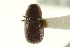  (Hylurgonotus - CNC COLEO 00139145)  @13 [ ] CreativeCommons - Attribution (2012) CNC/CBG Photography Group Centre for Biodiversity Genomics
