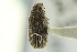  ( - CNC COLEO 00139153)  @11 [ ] CreativeCommons - Attribution (2012) CNC/CBG Photography Group Centre for Biodiversity Genomics