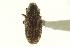  ( - CNC COLEO 00139155)  @11 [ ] CreativeCommons - Attribution (2012) CNC/CBG Photography Group Centre for Biodiversity Genomics