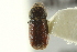  (Sinophloeus - CNC COLEO 00139162)  @13 [ ] CreativeCommons - Attribution (2012) CNC/CBG Photography Group Centre for Biodiversity Genomics