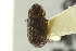  (Xylechinosomus - CNC COLEO 00139169)  @11 [ ] CreativeCommons - Attribution (2012) CNC/CBG Photography Group Centre for Biodiversity Genomics
