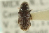  ( - CNC COLEO 00139173)  @11 [ ] CreativeCommons - Attribution (2012) CNC/CBG Photography Group Centre for Biodiversity Genomics