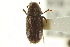  ( - CNC COLEO 00139174)  @11 [ ] CreativeCommons - Attribution (2012) CNC/CBG Photography Group Centre for Biodiversity Genomics