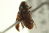  ( - CNC COLEO 00139175)  @11 [ ] CreativeCommons - Attribution (2012) CNC/CBG Photography Group Centre for Biodiversity Genomics
