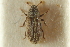  ( - CNC COLEO 00139189)  @11 [ ] CreativeCommons - Attribution (2012) CNC/CBG Photography Group Centre for Biodiversity Genomics