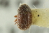  ( - CNC COLEO 00139193)  @11 [ ] CreativeCommons - Attribution (2012) CNC/CBG Photography Group Centre for Biodiversity Genomics