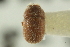  (Chaetophloeus atlanticus - CNC COLEO 00139194)  @13 [ ] CreativeCommons - Attribution (2012) CNC/CBG Photography Group Centre for Biodiversity Genomics