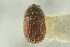  ( - CNC COLEO 00139195)  @11 [ ] CreativeCommons - Attribution (2012) CNC/CBG Photography Group Centre for Biodiversity Genomics