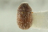  ( - CNC COLEO 00139196)  @11 [ ] CreativeCommons - Attribution (2012) CNC/CBG Photography Group Centre for Biodiversity Genomics
