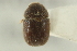  (Chaetophloeus confinis - CNC COLEO 00139199)  @12 [ ] CreativeCommons - Attribution (2012) CNC/CBG Photography Group Centre for Biodiversity Genomics