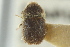  (Chaetophloeus lasius - CNC COLEO 00139204)  @11 [ ] CreativeCommons - Attribution (2012) CNC/CBG Photography Group Centre for Biodiversity Genomics