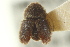  ( - CNC COLEO 00139205)  @11 [ ] CreativeCommons - Attribution (2012) CNC/CBG Photography Group Centre for Biodiversity Genomics
