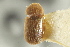 ( - CNC COLEO 00139208)  @11 [ ] CreativeCommons - Attribution (2012) CNC/CBG Photography Group Centre for Biodiversity Genomics