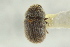  (Chaetophloeus penicillatus - CNC COLEO 00139215)  @13 [ ] CreativeCommons - Attribution (2012) CNC/CBG Photography Group Centre for Biodiversity Genomics