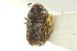  (Chaetophloeini - CNC COLEO 00139221)  @13 [ ] CreativeCommons - Attribution (2012) CNC/CBG Photography Group Centre for Biodiversity Genomics